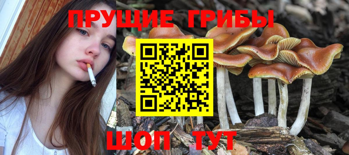 Псилоцибиновые грибы Cubensis Артём